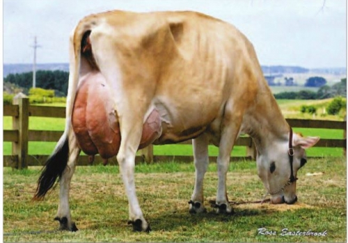 RIVERSIDE BERRETA SHARNA 742 ET (EX-92) - MÃE.JPG