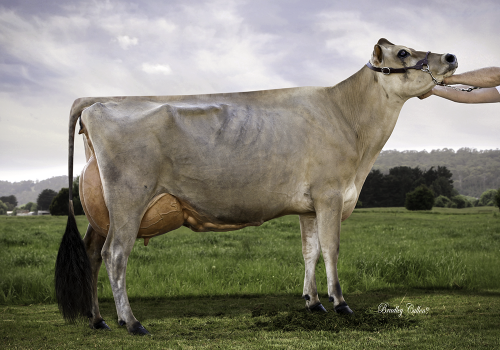 RIVERSIDE COLETTE'S COVERGIRL_EX-92_4YR_IRMA MATERNA DO SPIRIT.png