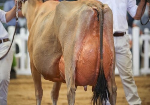 RIVERSIDE COUNTRY LOLLYPOP_EX-93.jpg