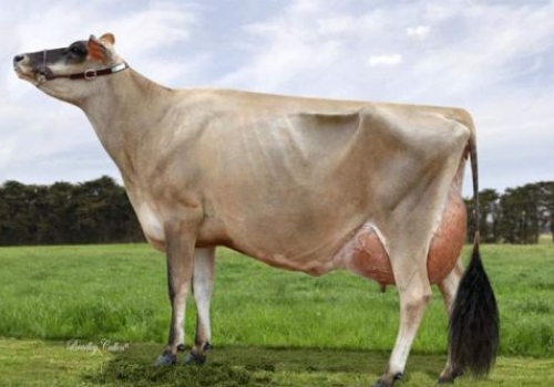 RIVERSIDE COUNTRY LOLLYPOP_EX-93_3.jpg