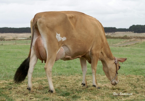 Riverside Spiritual Robin VHC90.jpg