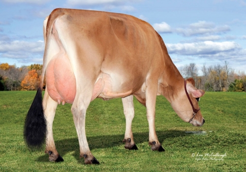 HEARTLAND ZUMA DANA REAR - FILHA.jpg