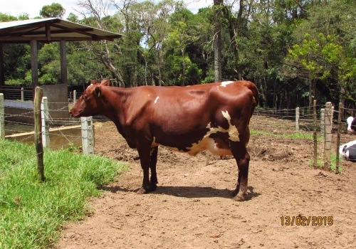 Filha 3/4 em vaca Tornado