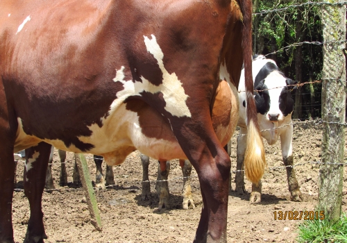 Filha 3/4 em vaca Tornado