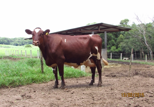 Filha 3/4 em vaca Tornado