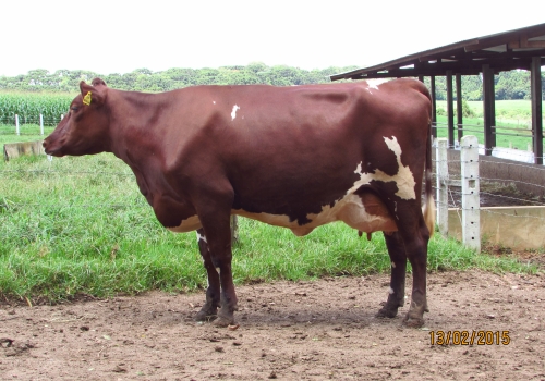 Filha 3/4 em vaca Tornado