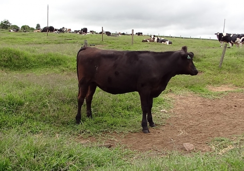 Filha 1/2 em vaca Jersolando