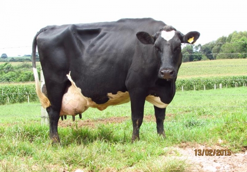 Filha 1/2 Holandês segundo parto