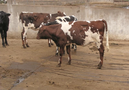 Filhas 1/2 Holandês