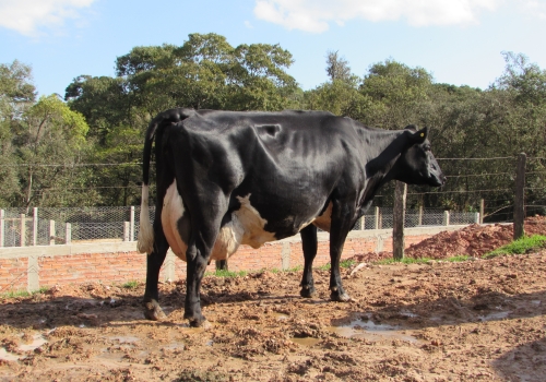 Filha 1/2 Holandês segundo parto