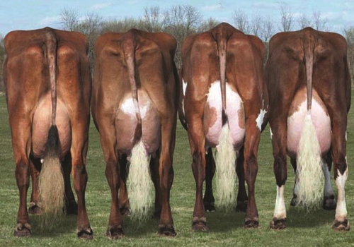 FILHAS DE TORNADO_MARIA MB-86_RUTH EX-92_CARLA EX-92_ANNIE MB-85.jpg