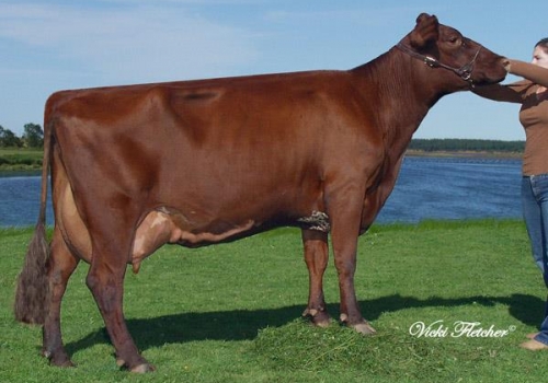 Irmã materna Aramis