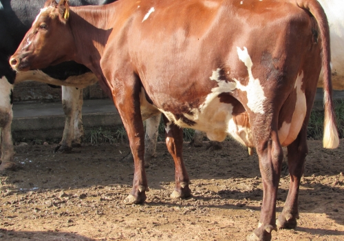 Filha 3/4 em vaca Tornado