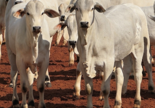 Progênie no MS com 5 meses