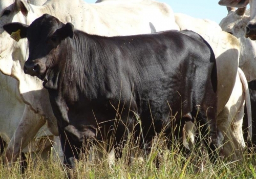 PROGENIES TOTAL 100 DIAS (5).jpg