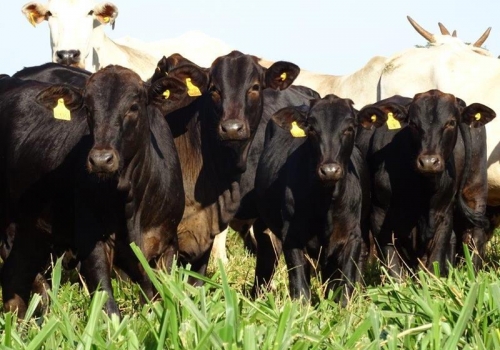 PROGENIES TOTAL 100 DIAS (7).jpg