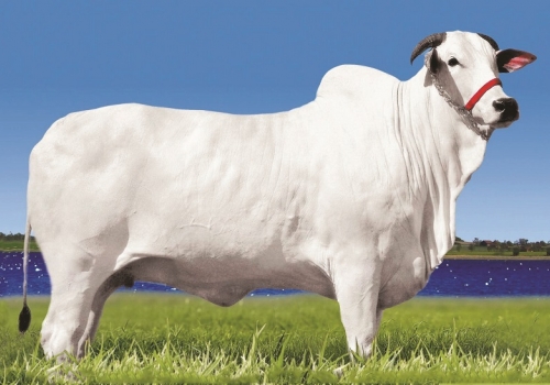 Mãe - Espanhola J. Galera