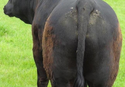 IRMÃO PICADOR (1).jpg