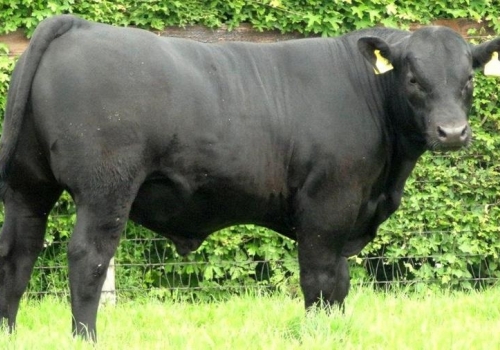 IRMÃO PICADOR (2).jpg