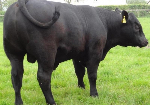 IRMÃO PICADOR (3).jpg