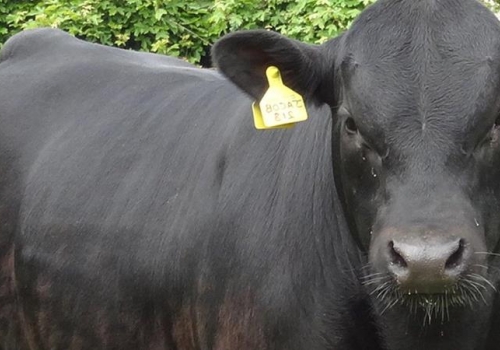 IRMÃO PICADOR (4).jpg