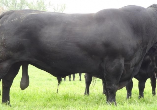 PETER PERSHORE - PAI PICADOR (2).jpg