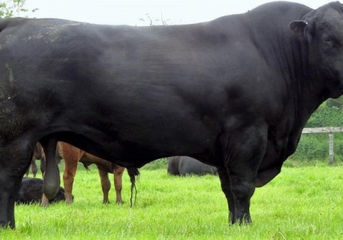 PETER PERSHORE - PAI PICADOR (3).jpg