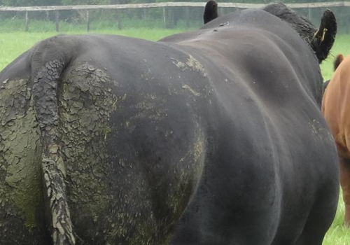 PETER PERSHORE - PAI PICADOR (4).jpg