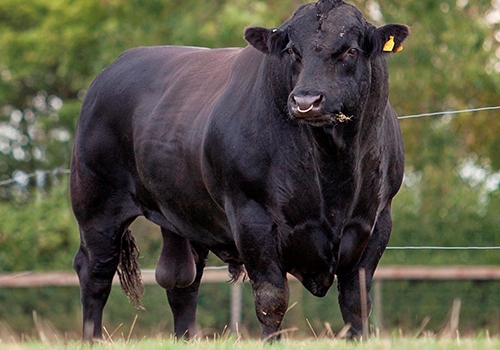 PETER PERSHORE - PAI PICADOR.jpg