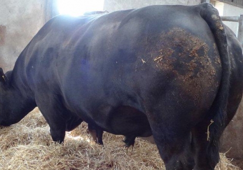 BEESTON PREDATOR H114  (1).jpg