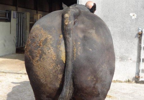 BEESTON PREDATOR H114  (3).jpg