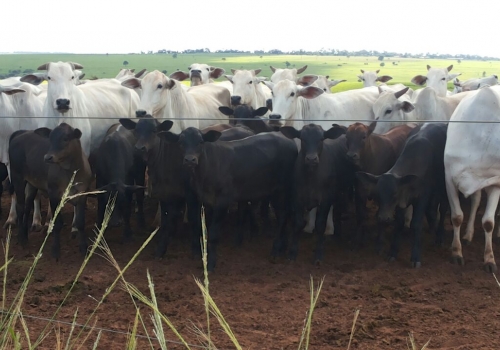 Progênies PREDATOR (5).jpg