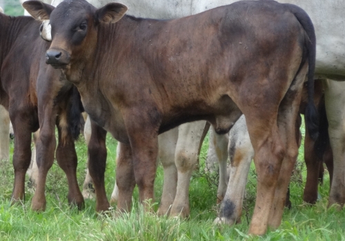 Progênies PREDATOR (6).jpg