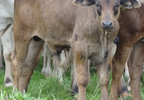 Progênies PREDATOR (7).jpg