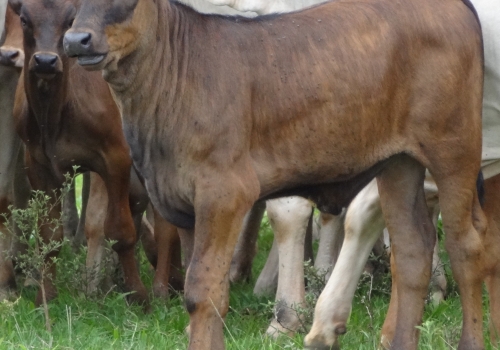 Progênies PREDATOR (8).jpg