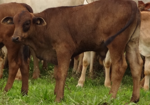 Progênies PREDATOR (9).jpg