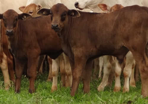 Progênies PREDATOR (10).jpg