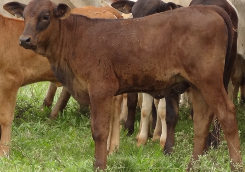 Progênies PREDATOR (11).jpg