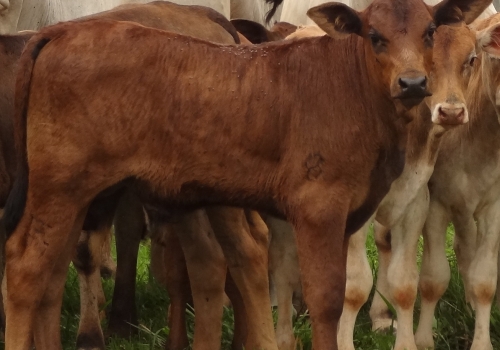 Progênies PREDATOR (12).jpg