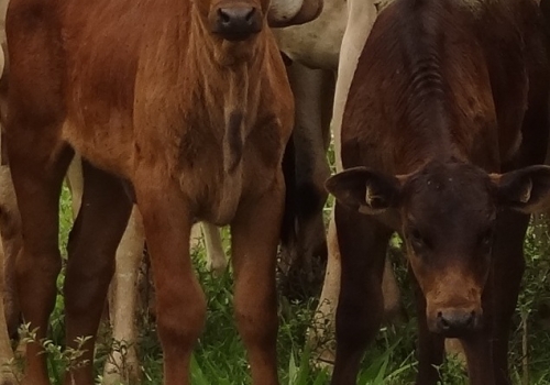 Progênies PREDATOR (13).jpg