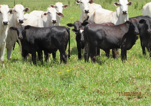 Progênies PREDATOR (14).JPG