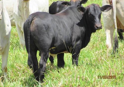 Progênies PREDATOR (15).JPG