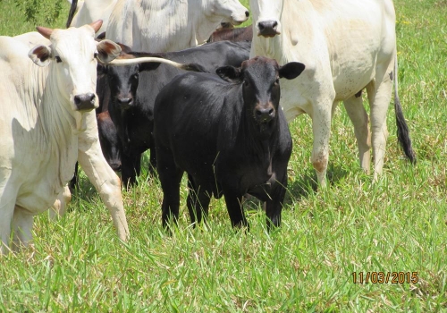 Progênies PREDATOR (16).JPG