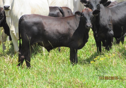 Progênies PREDATOR (17).JPG