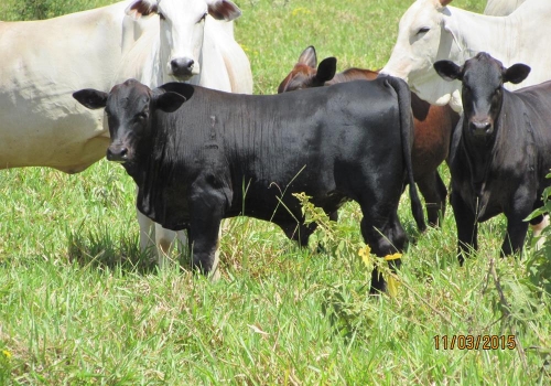 Progênies PREDATOR (18).JPG