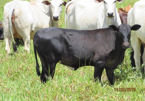 Progênies PREDATOR (20).JPG