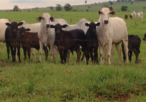 Progênies PREDATOR (21).jpg