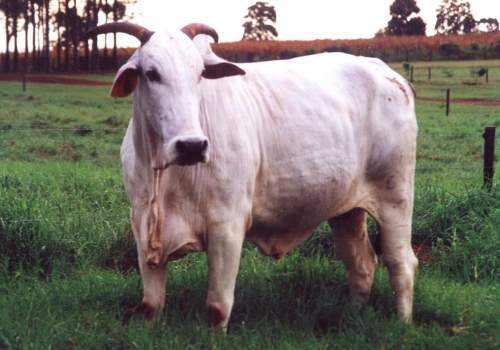 Orimba  - mãe Maestro