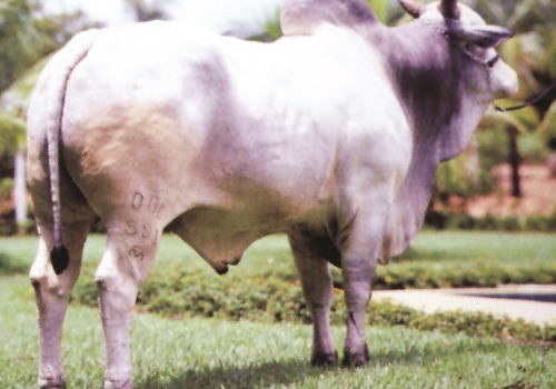 Maestro da Espinho Preto