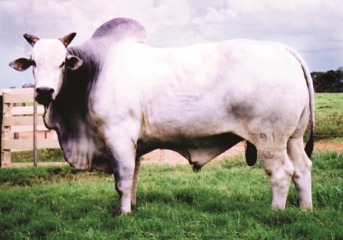 Maestro da Espinho Preto